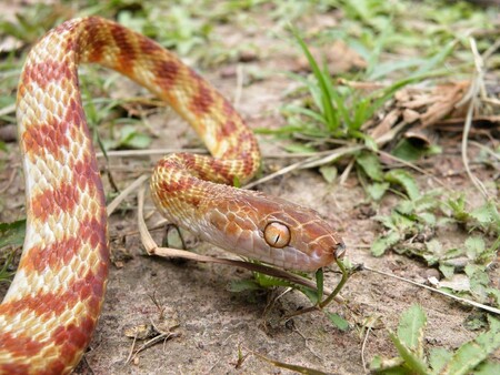 Bojga hnědá na Guamu nemá přirozené nepřátele. Nic tak nebránilo tomu, aby nezdecimovala místní ptačí říši.