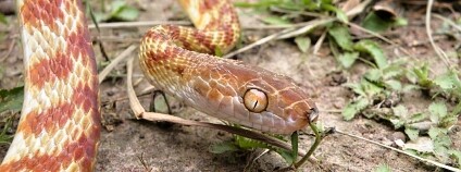 Foto: Radomír Dohnal / Ekolist.cz