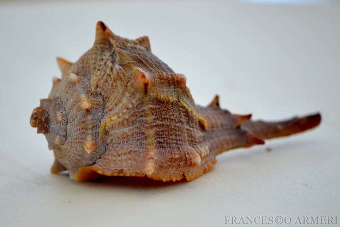 Se staletími se vytratila znalost, jak z ostranek vydobýt barvivo, dokud se nenašli nadšenci, kteří se o to snaží teď.