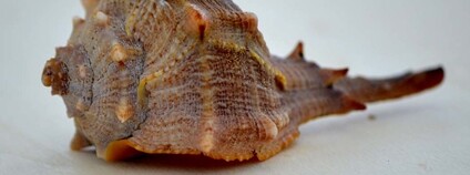 Ostranka jaderská Foto: Francesco Armeri Flickr