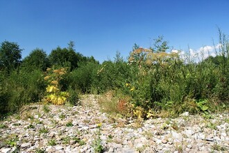 Již odkvetlý, přesto stále dobře rozpoznatelný bolševník. Tato statná invazní rostlina může dosahovat výšky až pěti metrů a v České republice se šíří především v západních Čechách.