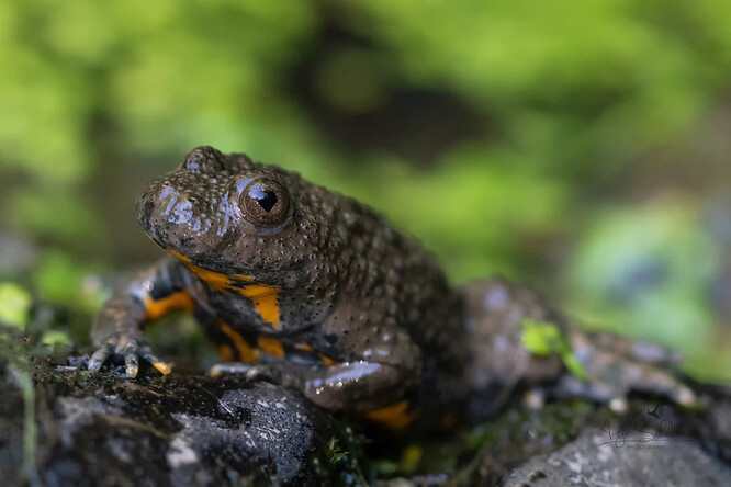 Kuňka žlutobřichá.