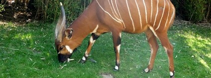 Bongo horská Foto: Linda De Volder Flickr