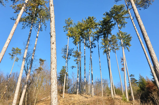 Borovice černá, Povltaví, střední Čechy.