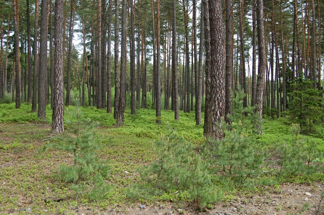 Hospodářské porosty borovice lesní v Čechách.