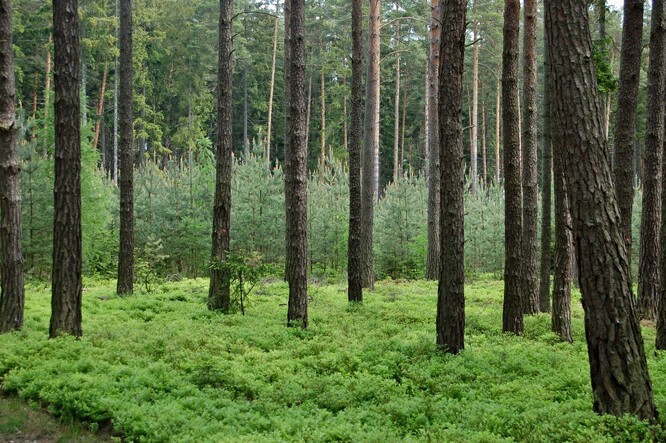 Hospodářské porosty borovice lesní v Čechách.