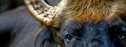 Gaur indický Foto: Razak Abu Bakar Flickr