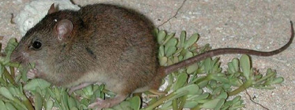 Zřejmě první savec, který vyhynul v důsledku antropocénní změny klimatu