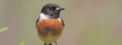 Bramborníček černohlavý Foto: T. Albrecht AV ČR