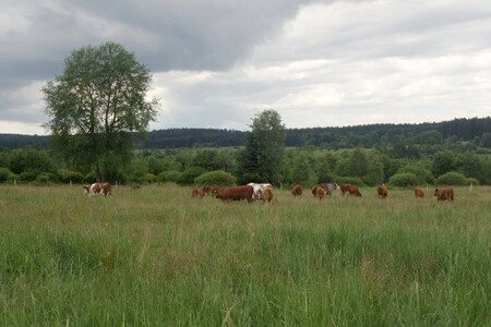 Pastva pomůže zachovat zdejší bezlesí. Území by bez péče - lidské nebo zvířecí - zarostlo náletovými dřevinami a expanzivní trávou