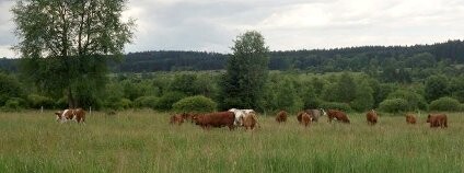 Dobytek v Brdech Foto: AOPK