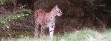 Rys ostrovid v Brdech Foto: Josef Cink