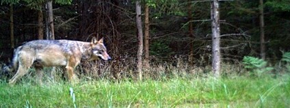 Vlk zachycený fotopastí v Brdech Foto: AOPK ČR