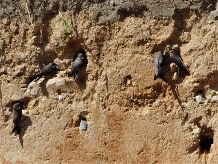 Břehule ve Lžíně při hrabání nor