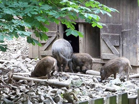 Zookoutek v Dolních Břežanech (na obrázku), který je součástí záchranné stanice pro volně žijící živočichy spolku Panthea, získá letos dotaci 250.000 korun. Je celoročně provozován jako veřejná expozice handicapovaných živočichů. Prostředky by se měly využít na krmení pro zvířata, údržbu a opravy budov, mzdy pracovníků či veterinární péči.