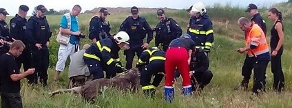 Odchyt losa v Brně Foto: Městská policie Brno