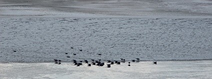 Zima u řeky Foto: Miroslav Fedurco Flickr