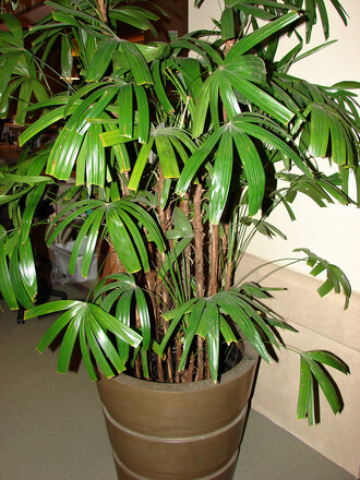 Bambusová palma. Také si poradí s amoniakem.