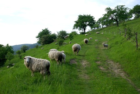 Zatímco při pastvě ubývá v půdě především fosfor, sečením se z ní ztrácí nejrychleji draslík a dusík. Proto ekologové navrhují tyto dva způsoby hospodaření střídat, a vrátit se tak k tradičním praktikám sedláků v minulosti. Současné nastavení zemědělských dotací toto řešení ale mnohdy neumožňuje