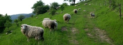 Pasoucí se ovce Foto: Univerzita Palackého v Olomouci
