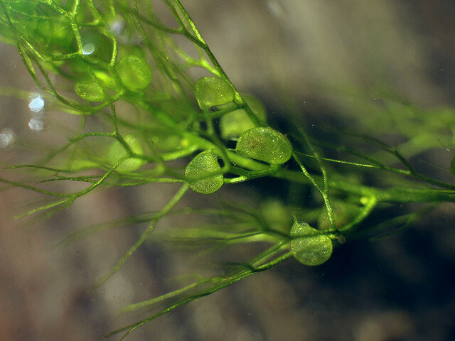 "Některé bublinatky mají pod vodou ponořené až tisíce miniaturních lapacích měchýřků naplněných vodou. Tu z nich odčerpávají, a vytváří tak podtlak. Po podráždění se měchýřek bleskurychle otevře a nasaje okolní vodu i s kořistí," uvedl vedoucí sbírkových skleníků Výstaviště Flora Olomouc Pavel Souček.