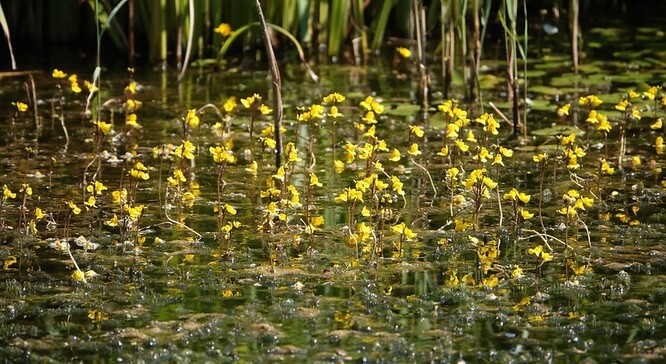 Nízké pH vody kolem 4,5 plavcům není vhodné pro vodní rostliny ani pro ryby. Bublinatce naopak takové prostředí maximálně vyhovuje.