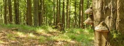 Krušnohorské bučiny Foto: Ibra Ibrahimovič Greenpeace