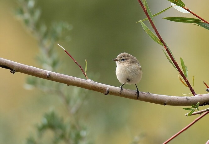 "Jelikož lidé ptáky na jaře vnímají spíše sluchem než zrakem, snížení kvality jarních ptačích hlasů je pravděpodobně právě tím mechanismem, jak si veřejnost všímá dlouhodobého úbytku ptačích populací," podotkl Butler.