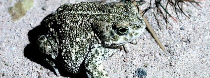 Ropucha krátkonohá (Bufo calamita). Foto: Michigan Municipal League/Philippe Kurlapski