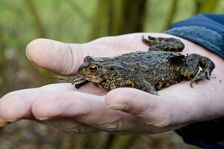 Na lokalitách se letos podařilo přenést celkem 869 ropuch obecných, 532 skokanů hnědých, a také neobvykle vysoký počet čolků - 53 obecných a 30 horských. / Ilustrační foto ropuchy