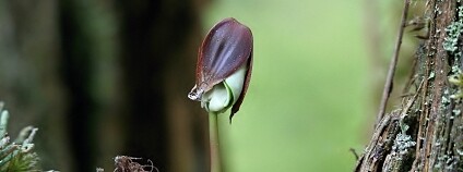 Foto: Marek Drha NP Šumava