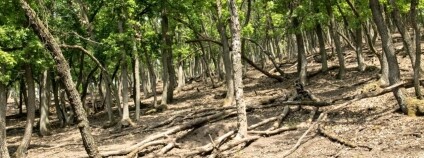 Foto: Česká botanická společnost