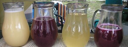 Burčák Foto: Maciarka Wikimedia Commons