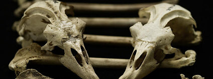 Foto: Courtesy of Brittany Hance, Imaging Lab, Smithsonian Institution