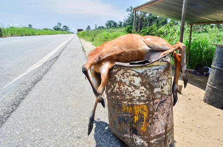 „Obrovský tlak, který lidé vytvářejí na populace divokých zvířat, má samozřejmě dopad na ekologickou integritu. Ale zároveň to má dalekosáhlé dopady na lidskou společnost jako takovou, na zdraví lidí, na jejich živobytí a národní bezpečnost,“ říká Chris Golden z Wildlife Conservation Society, která se tématu věnuje.