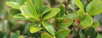 foto: I.Sáček, senior / Wikimedia Commons