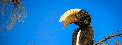 Zoborožec šedolící Foto: ninfaj Flickr