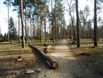 Z torza lesa se postupně vytrácí stín i energie, kvůli které sem chodila spousta místních na procházky. Postupně jej nahradí nové expozice.