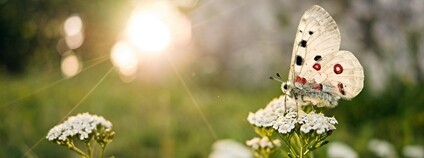 Motýl Foto: Jakub Cibík Skupina JARO