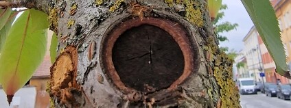 Foto: Hana Pollertová