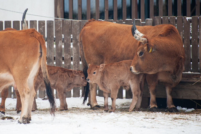 Portugalský skot cachena není nikde jinde v Česku k vidění. Aktuálně stádo tvoří tři krávy, jeden býk a dvě telata.