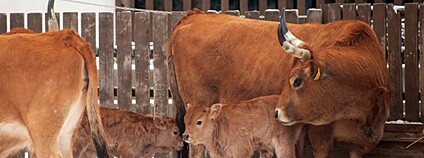 Portugalský drobný skot cachena Foto: Zoopark Vyškov/ Facebook