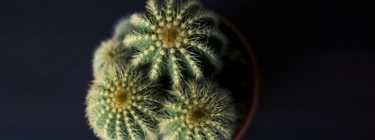 Kaktus Foto: tookapic Pixabay