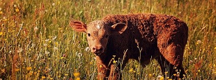 foto:  Pezibear / pixabay.com