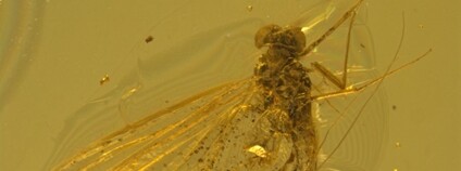 Vědci popsali nový druh jepice z baltského jantaru Foto: AV ČR