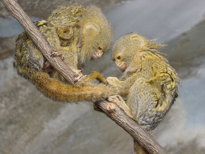 Kosmani zakrslí náleží k drápkatým opicím a obývají jihoamerické deštné lesy. Pro svůj malý vzrůst bývají tyto opičky označovány jako marmosetky, což ve francouzštině znamená trpaslík.