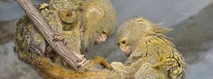 Kosman zakrslý Foto: Paul Morris Flickr