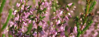 Vřes obecný Foto: Andreas Rockstein Flickr