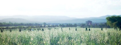 Krajina u Cordóby v Argentině Foto: Lisandro M. Enrique Flickr.