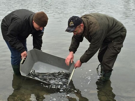 V listopadu bude v regionu vysazeno 300 kilogramů ryb. Ilustrační foto.